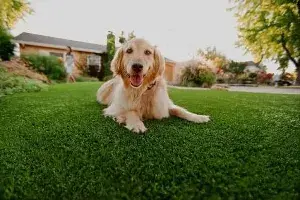 Grama Sintética para Cachorro